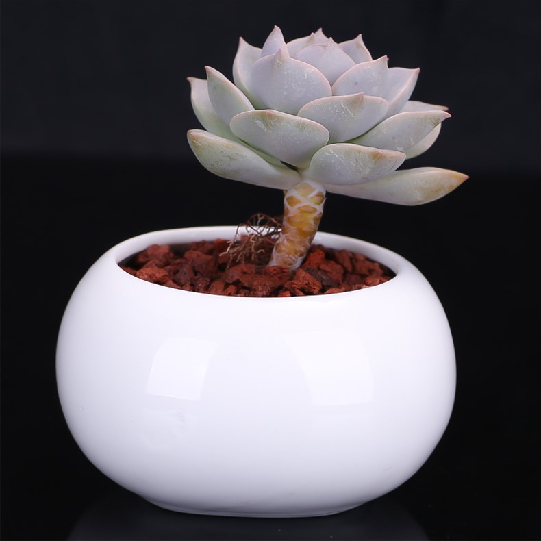 刚入坑的树桩种上多肉,新入坑的多肉花