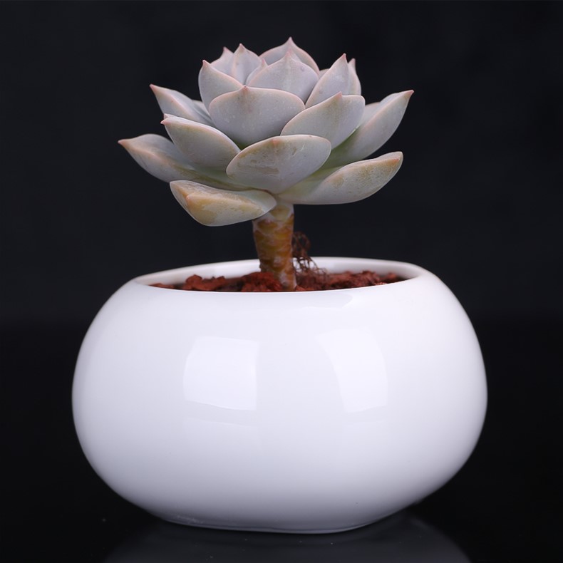 刚入坑的树桩种上多肉,新入坑的多肉花