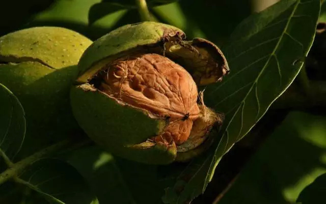 核桃什么时间吃都可以吧,核桃什么季节最好吃