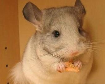 龙猫的饲养方法和禁忌,龙猫的正确饲养方法