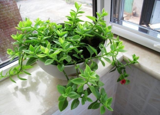 牡丹吊兰烂根的解决方法,牡丹吊兰烂根是什么原因