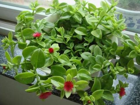 牡丹吊兰烂根的解决方法,牡丹吊兰烂根是什么原因