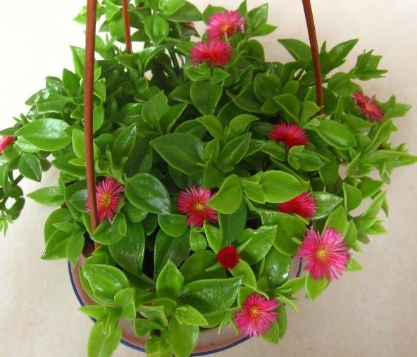 牡丹吊兰烂根的解决方法,牡丹吊兰烂根是什么原因