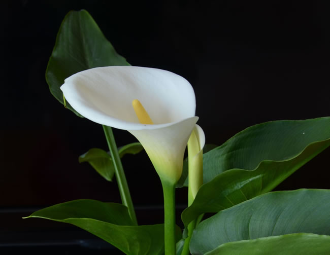 每天一花马蹄莲,一月花开马蹄莲