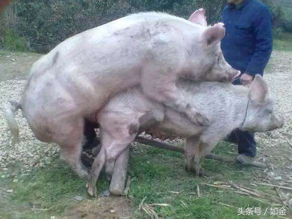 一位猪友多年的配种技术总结，值得收藏！