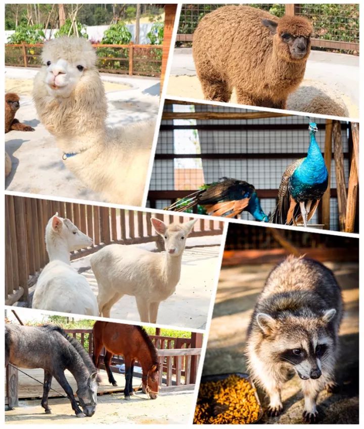 世界首创“船上温泉”，白鹭齐飞，逛法国风情小镇，深圳2.5h即到