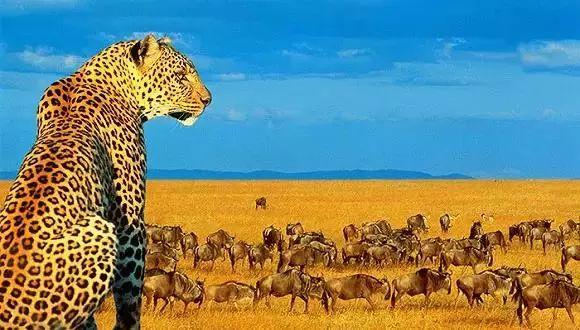 南非线路攻略|与鲨共舞、沙漠开花、隔海观鲸,你了解非洲吗?