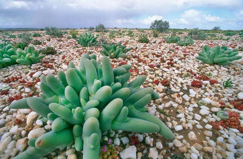 南非线路攻略|与鲨共舞、沙漠开花、隔海观鲸,你了解非洲吗?