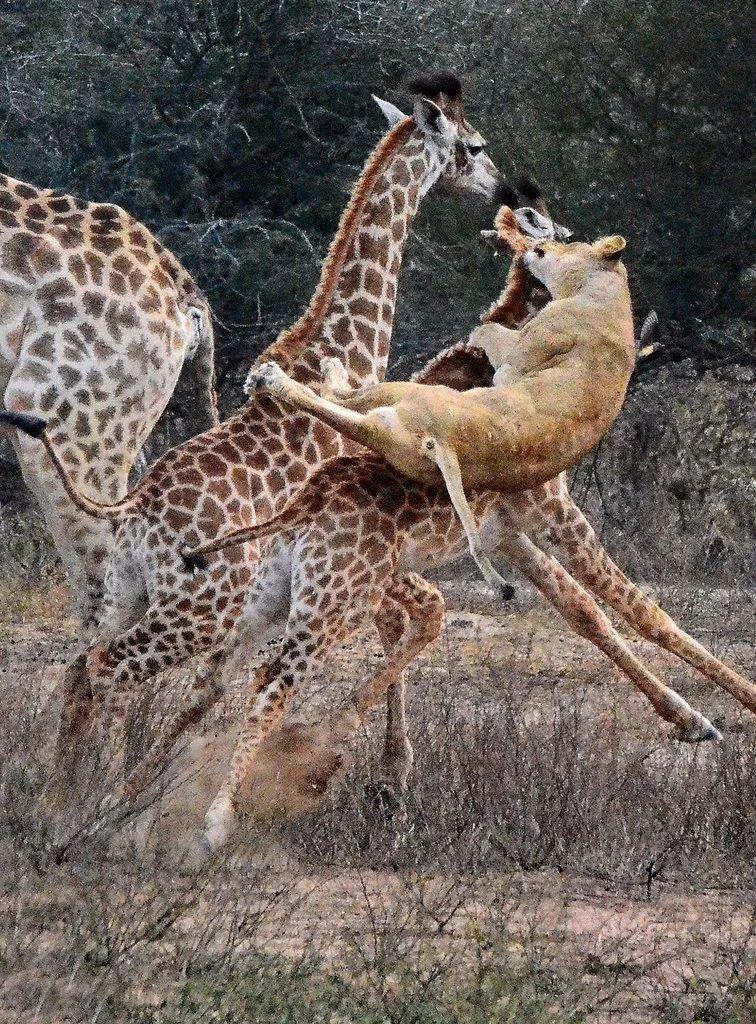 南非线路攻略|与鲨共舞、沙漠开花、隔海观鲸,你了解非洲吗?