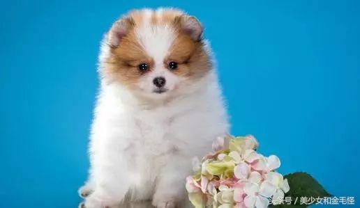 博美犬的正确护理方法,博美健康科普