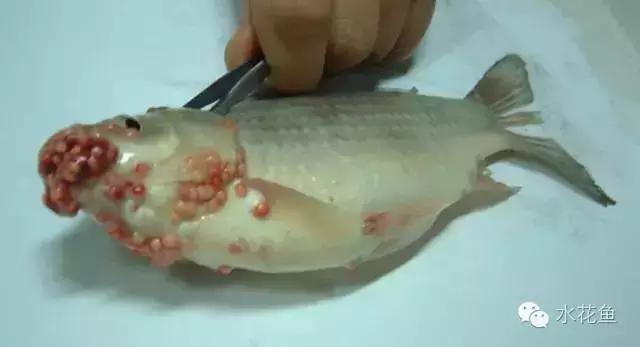 低温鱼病,如何做好夏秋季鱼病防治工作