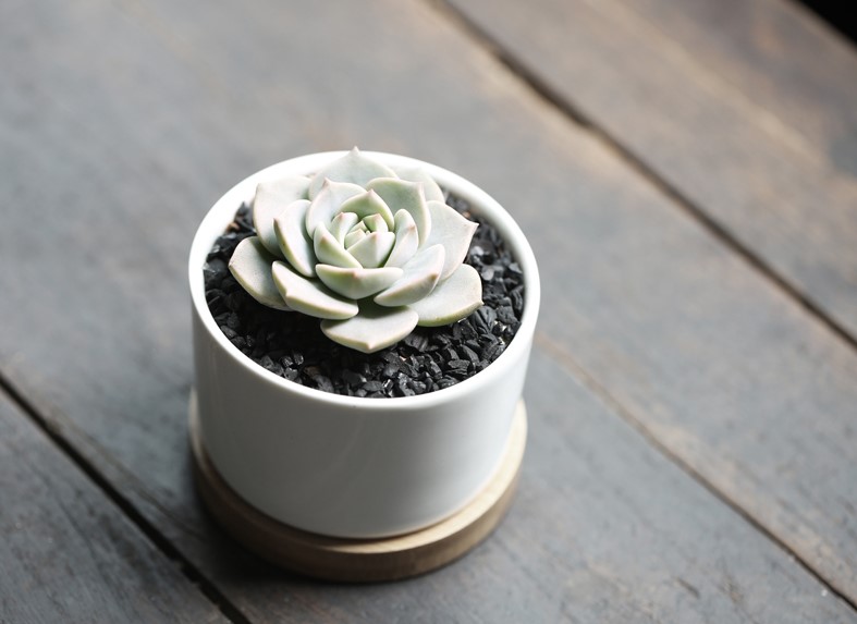 刚入坑的树桩种上多肉,新入坑的多肉花