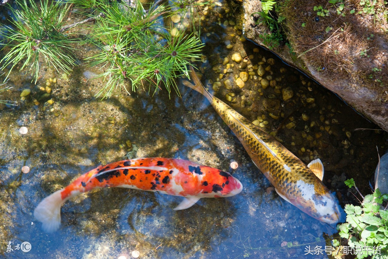 摒弃职场螺丝钉的KPI，跳槽智多星就是你想要的？