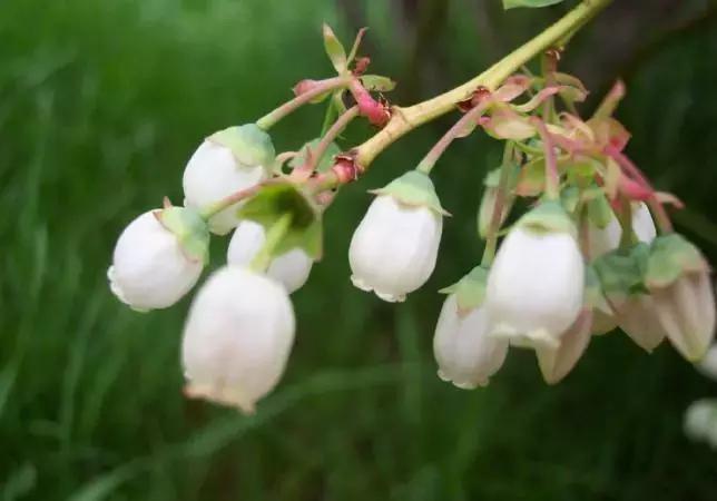 南烛盆景扦插,南烛景观树