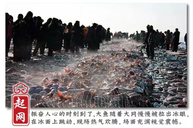 查干湖胖头鱼哪家最正宗,查干湖胖头鱼56斤抖音团购