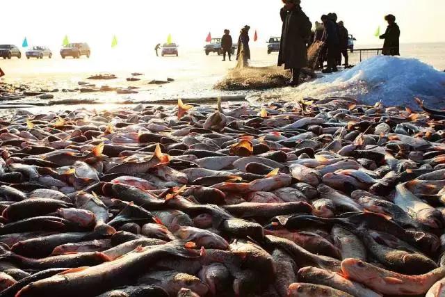 查干湖胖头鱼哪家最正宗,查干湖胖头鱼56斤抖音团购