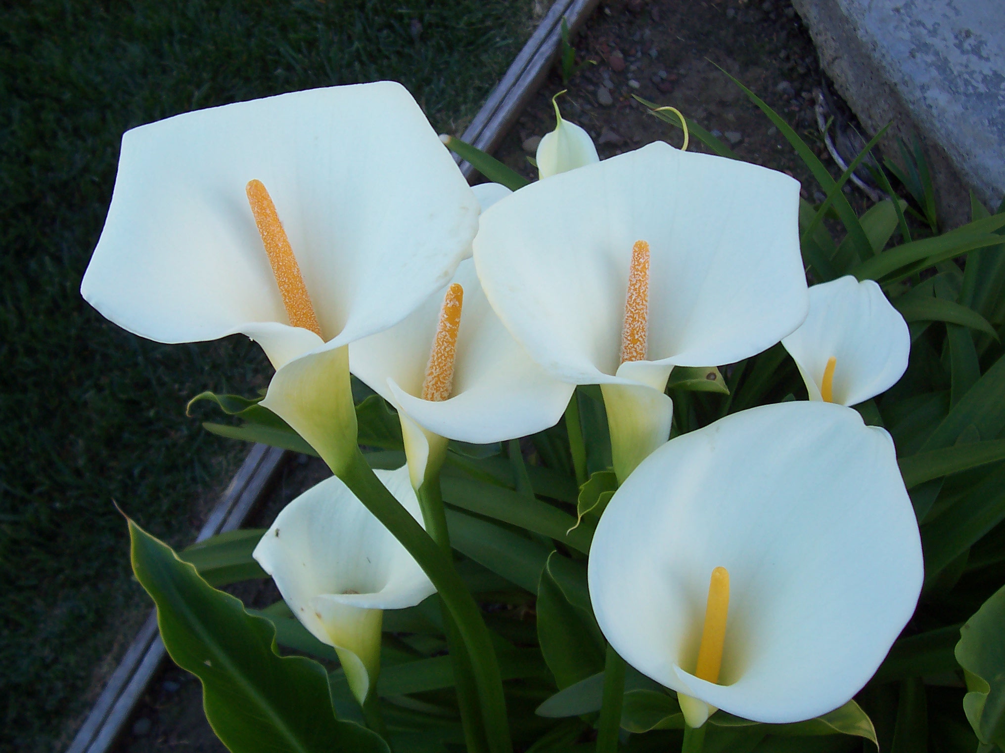 每天一花马蹄莲,一月花开马蹄莲