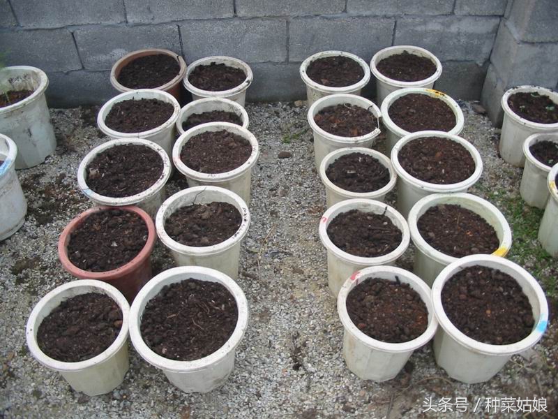 种花土壤里面有虫子怎么办,种花的盆土很潮湿怎么办