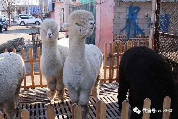 魏朝柯:帅铃T6,旅程有你不孤单|卡车之友网