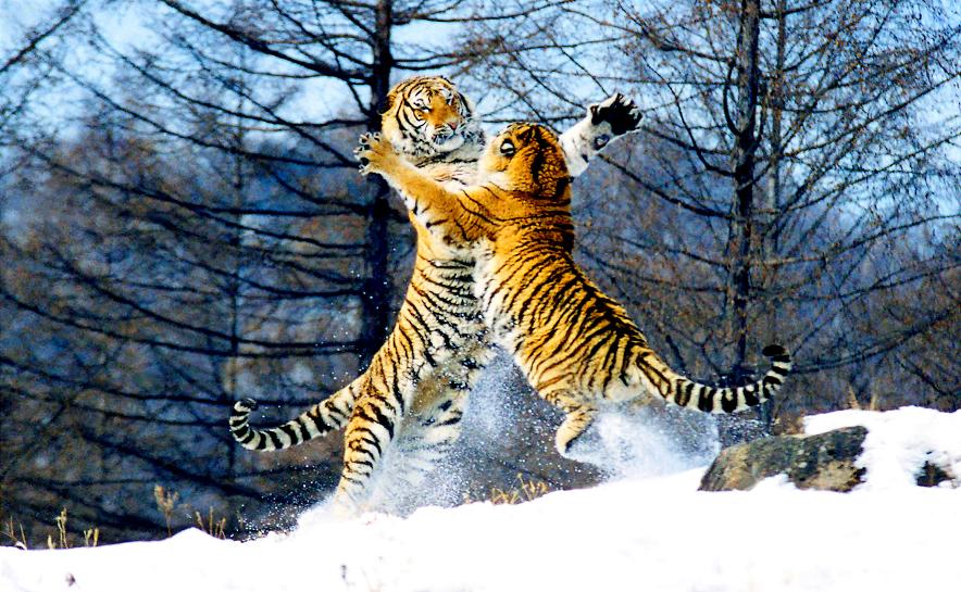 2022哈尔滨冰雪节南岗,有关哈尔滨冰雪节视频