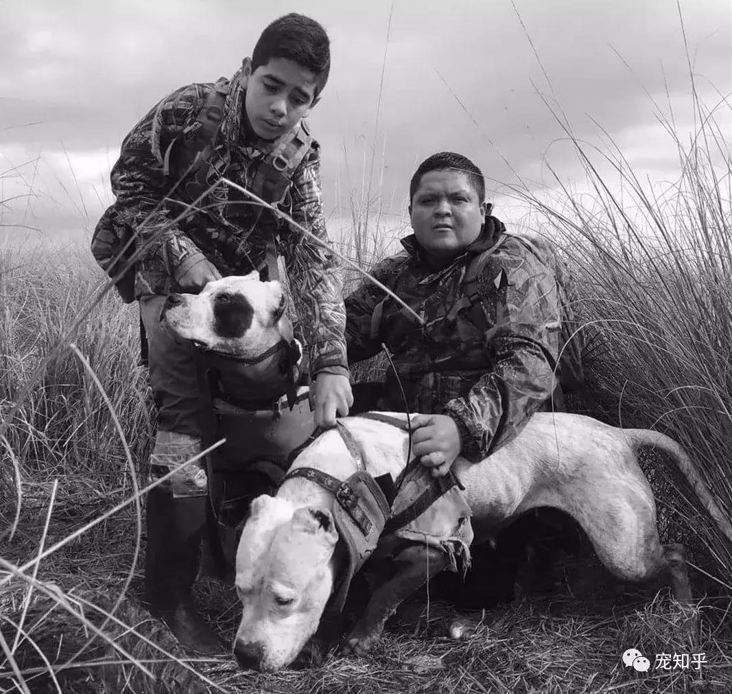 杜高犬有什么特性,杜高犬什么特性