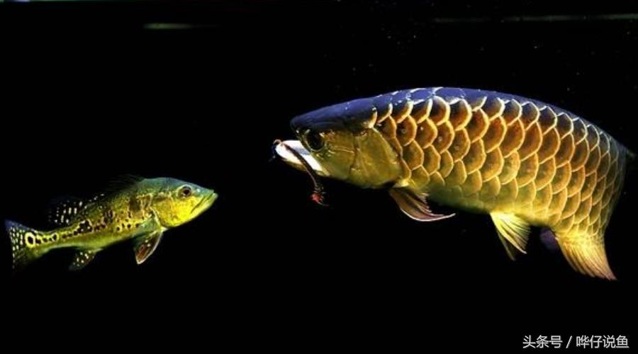 一个娇妻,一双儿女,一缸名贵龙鱼,这才是80后男人应该过的生活