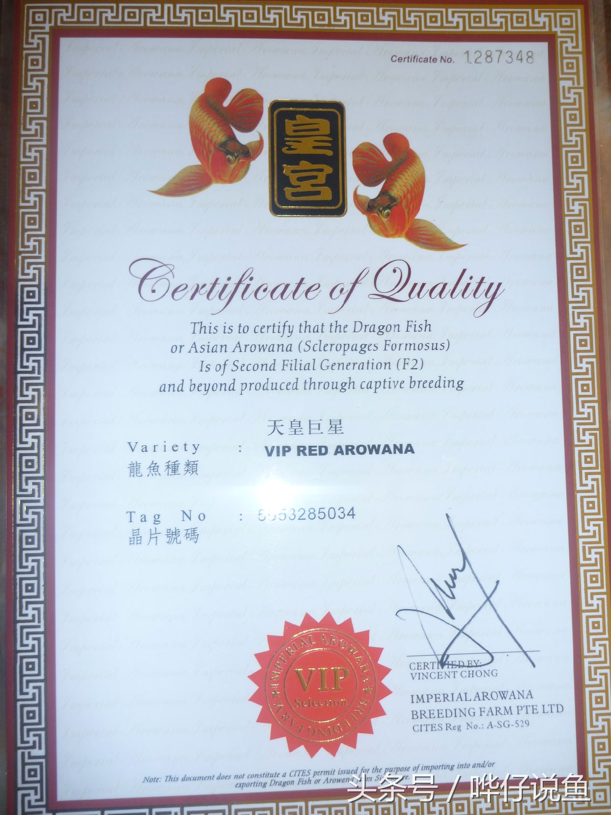 一个娇妻,一双儿女,一缸名贵龙鱼,这才是80后男人应该过的生活