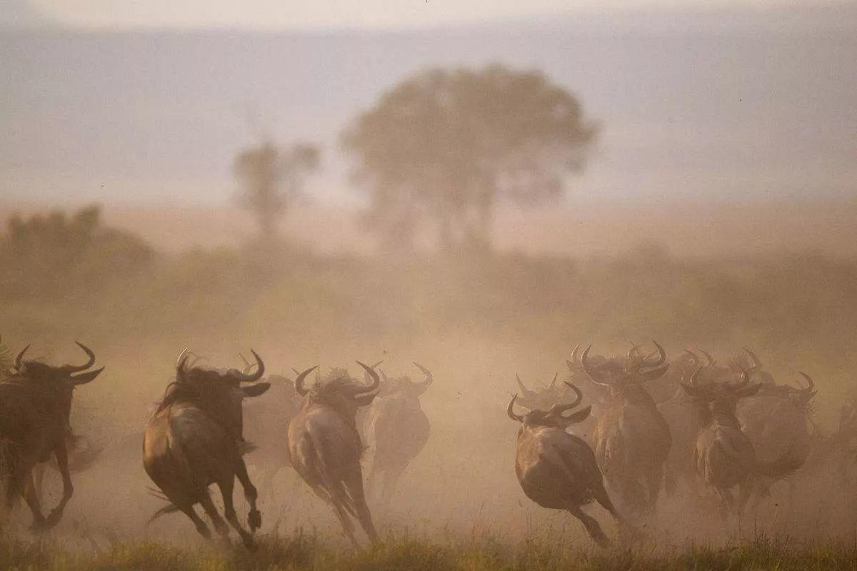 南非线路攻略|与鲨共舞、沙漠开花、隔海观鲸,你了解非洲吗?