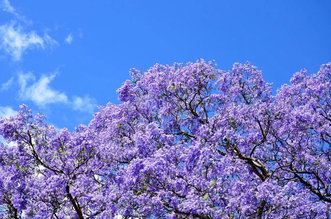 南非线路攻略|与鲨共舞、沙漠开花、隔海观鲸,你了解非洲吗?