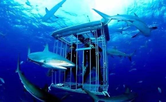 南非线路攻略|与鲨共舞、沙漠开花、隔海观鲸,你了解非洲吗?