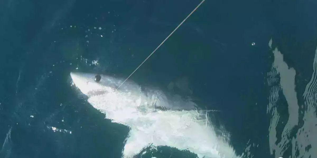 南非线路攻略|与鲨共舞、沙漠开花、隔海观鲸,你了解非洲吗?