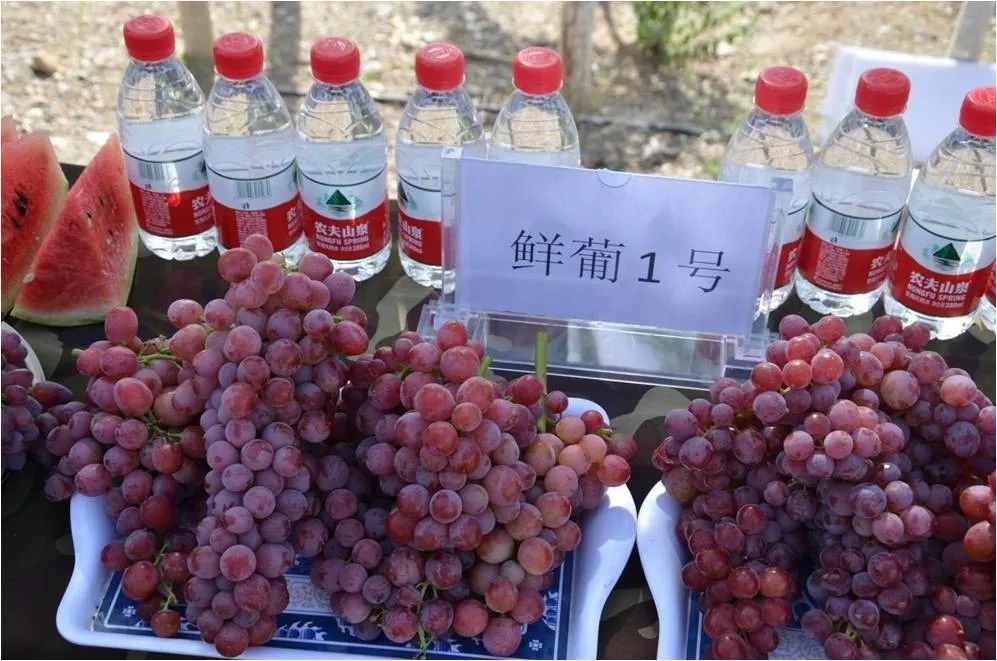 2017葡萄新品种苗,葡萄新品种分析