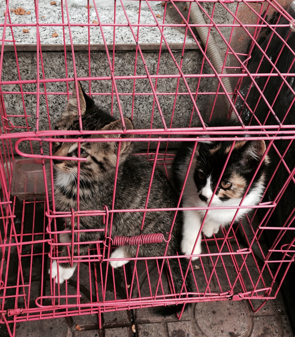 豆瓣日记:2017我的电影史——有关于行走、生活、一丁点儿爱情与艺术