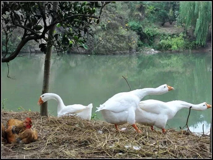 溆浦蒋自强——湘西扯蛋(47)