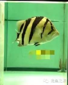 新版泰国虎,老版泰国虎绝版