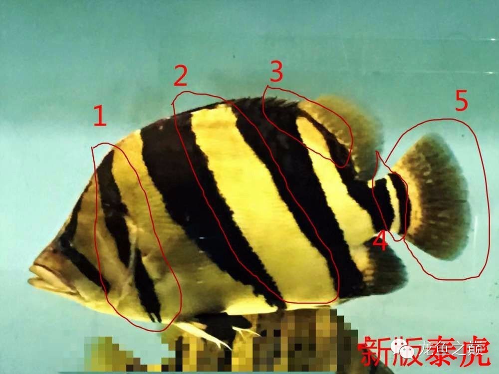 新版泰国虎,老版泰国虎绝版