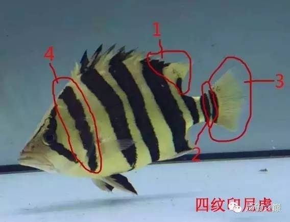 新版泰国虎,老版泰国虎绝版