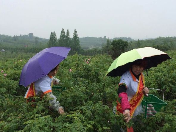 “卉和水”玫瑰花本水基地探源