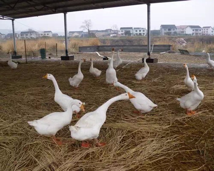 溆浦蒋自强——湘西扯蛋(47)