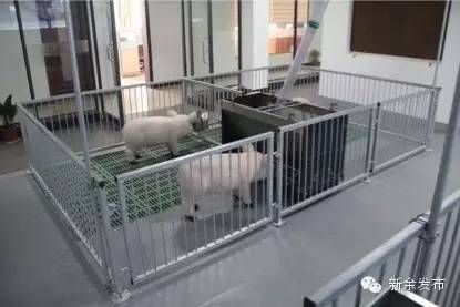 这个从罗坊镇乡村走出的“猪”企业正式挂牌新三板，猜猜他们老总身价涨了多少？