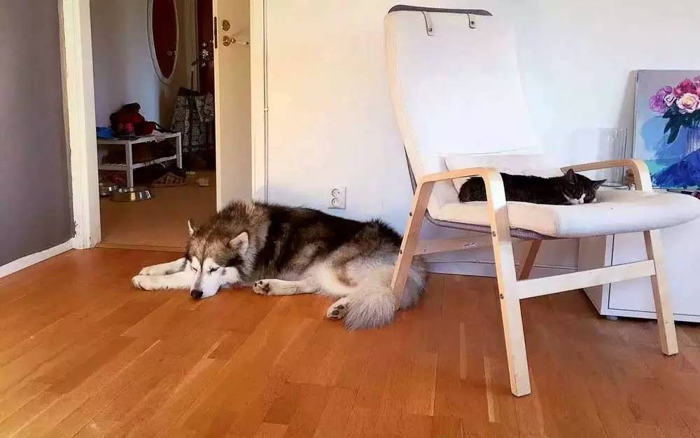 瑞典买房条件,瑞典人口多少