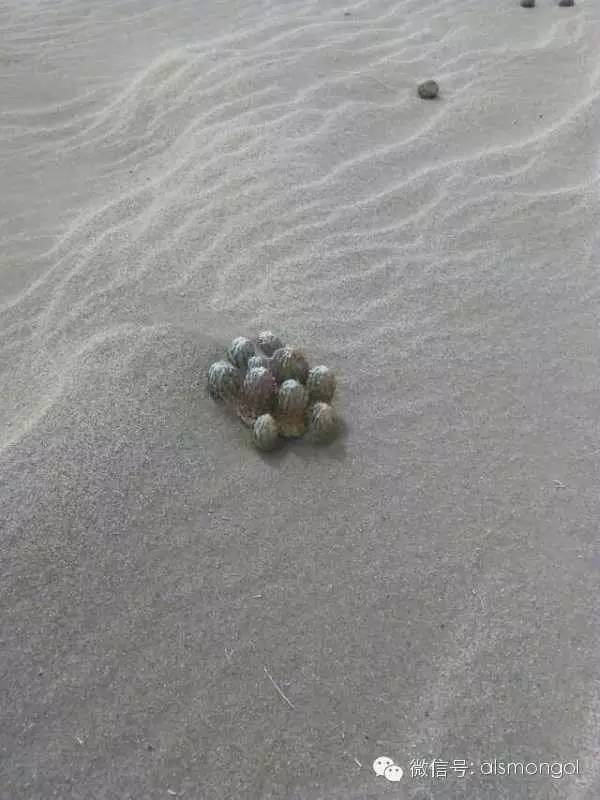 蒙古阿拉善肉苁蓉,阿拉善苁蓉生长在哪儿