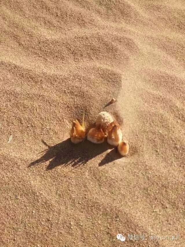 蒙古阿拉善肉苁蓉,阿拉善苁蓉生长在哪儿