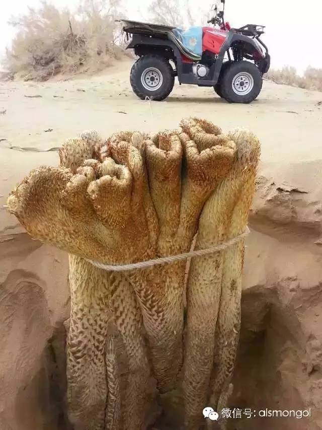 蒙古阿拉善肉苁蓉,阿拉善苁蓉生长在哪儿