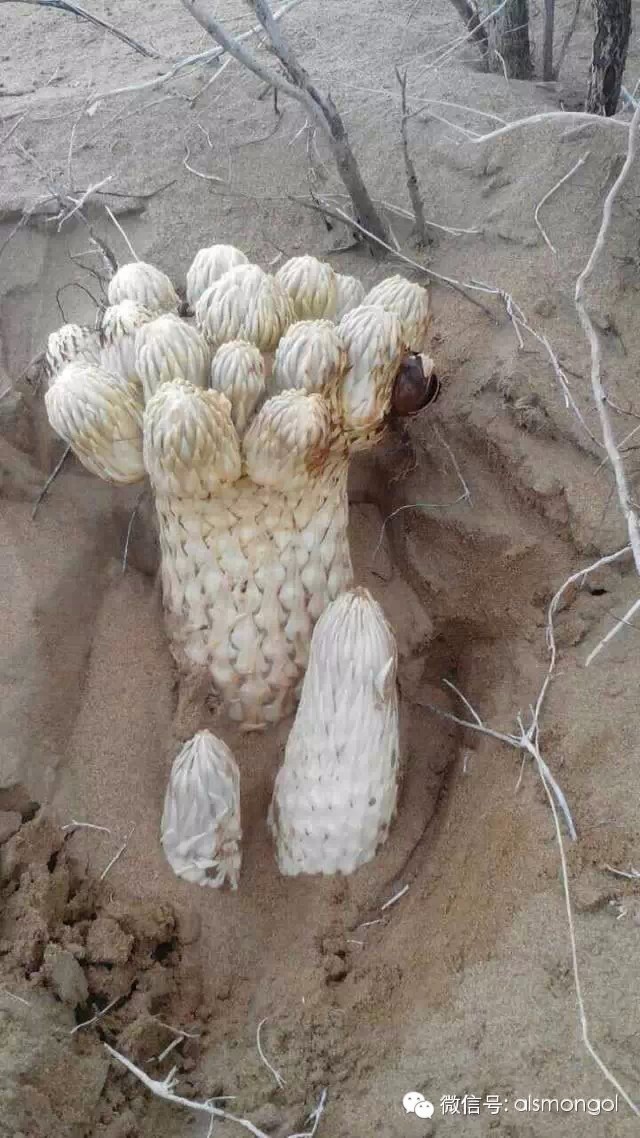 蒙古阿拉善肉苁蓉,阿拉善苁蓉生长在哪儿