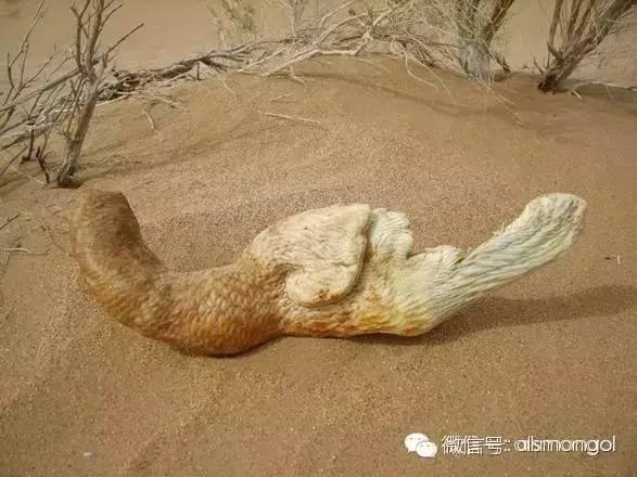 蒙古阿拉善肉苁蓉,阿拉善苁蓉生长在哪儿