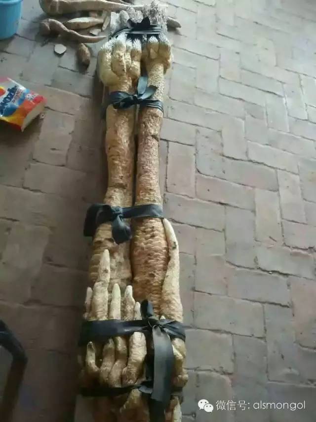 蒙古阿拉善肉苁蓉,阿拉善苁蓉生长在哪儿