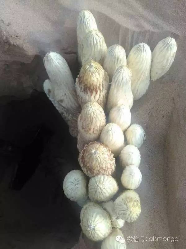 蒙古阿拉善肉苁蓉,阿拉善苁蓉生长在哪儿