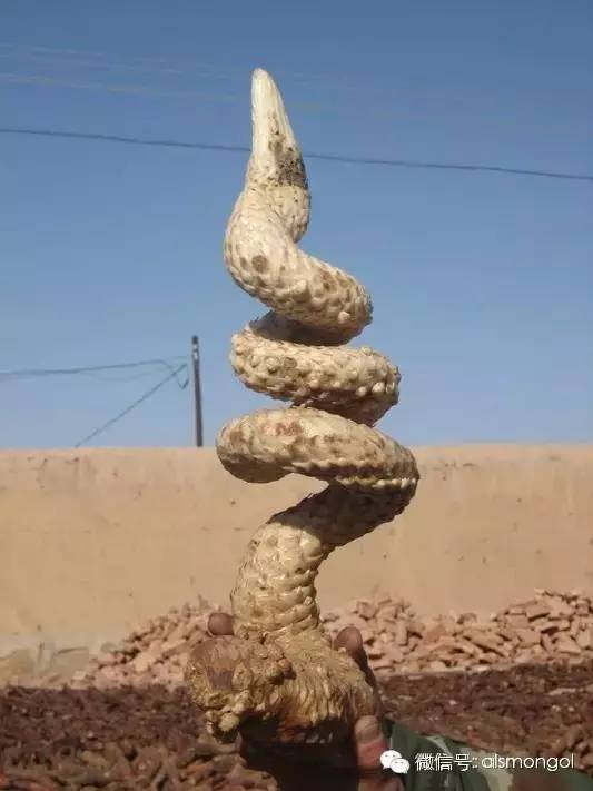 蒙古阿拉善肉苁蓉,阿拉善苁蓉生长在哪儿