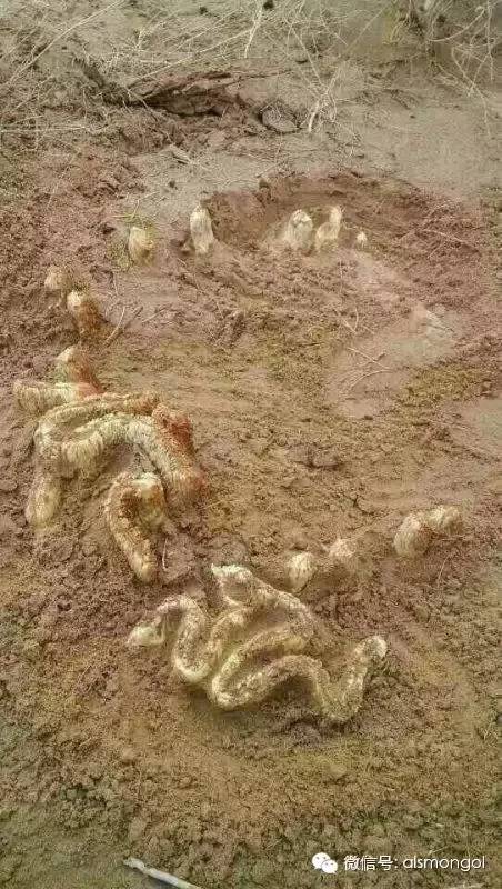 蒙古阿拉善肉苁蓉,阿拉善苁蓉生长在哪儿